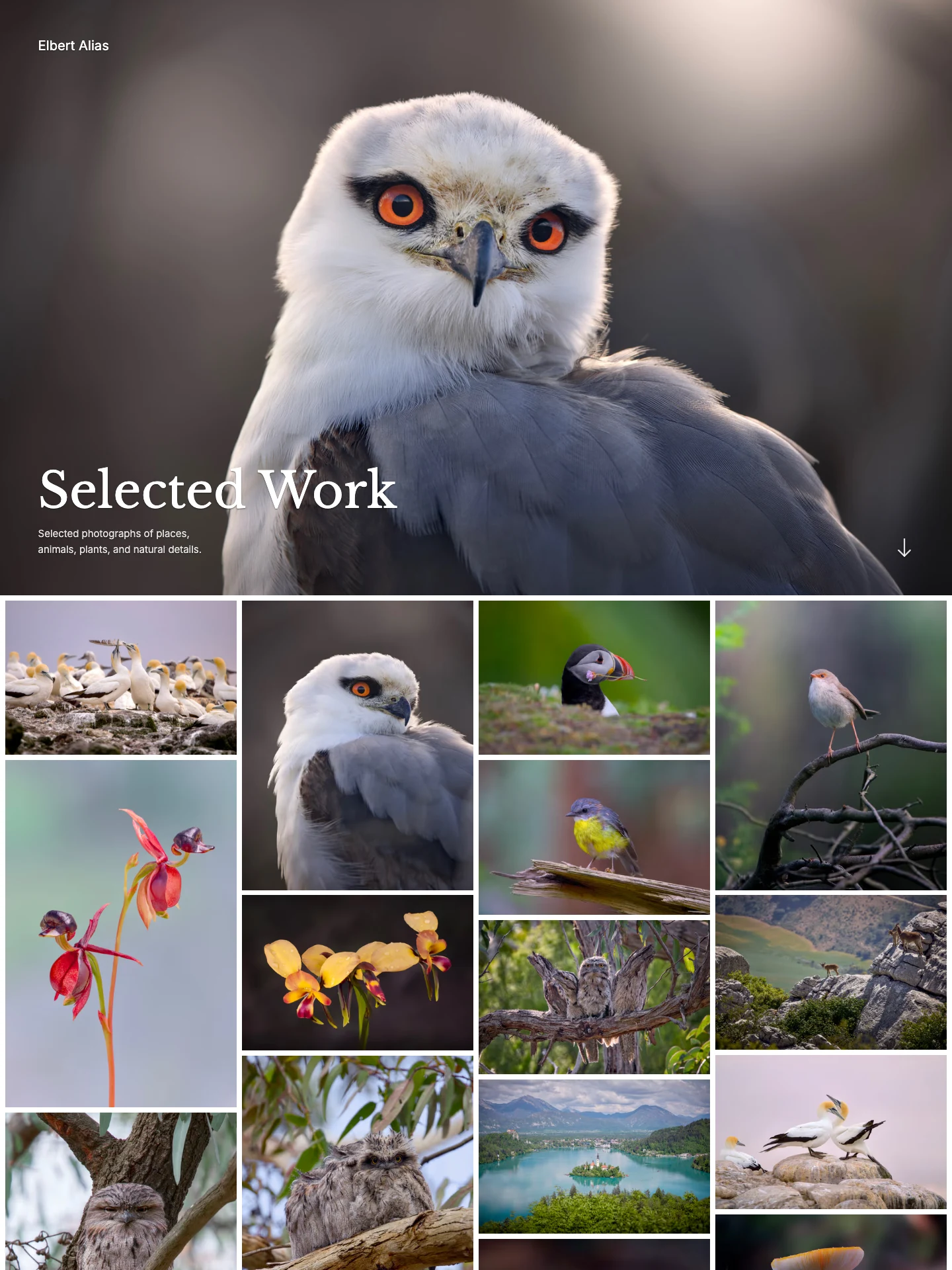 Selected Work gallery by Elbert Alias, with a bird portrait cover and a grid of nature photographs