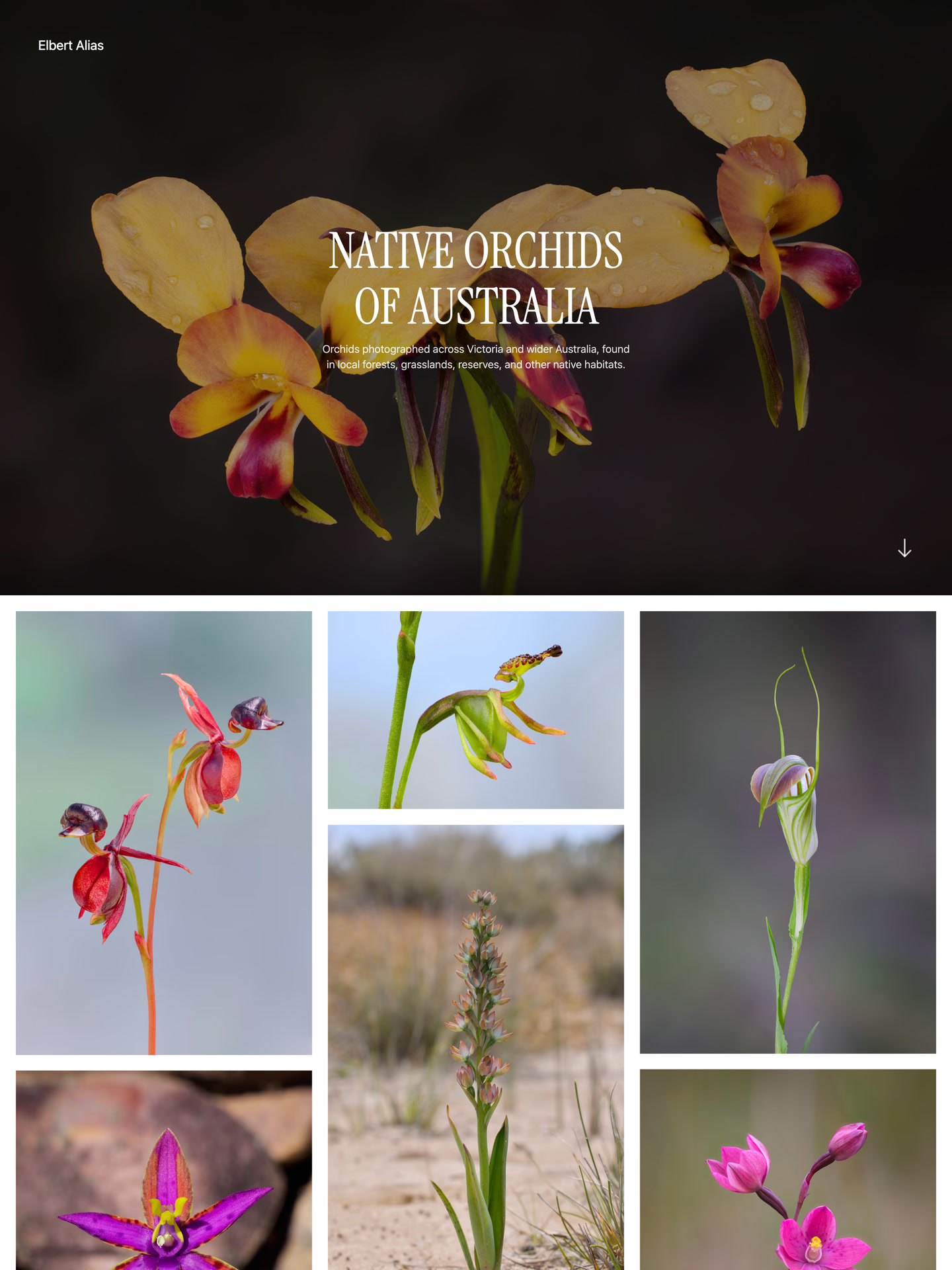 Native Orchids of Australia gallery by Elbert Alias