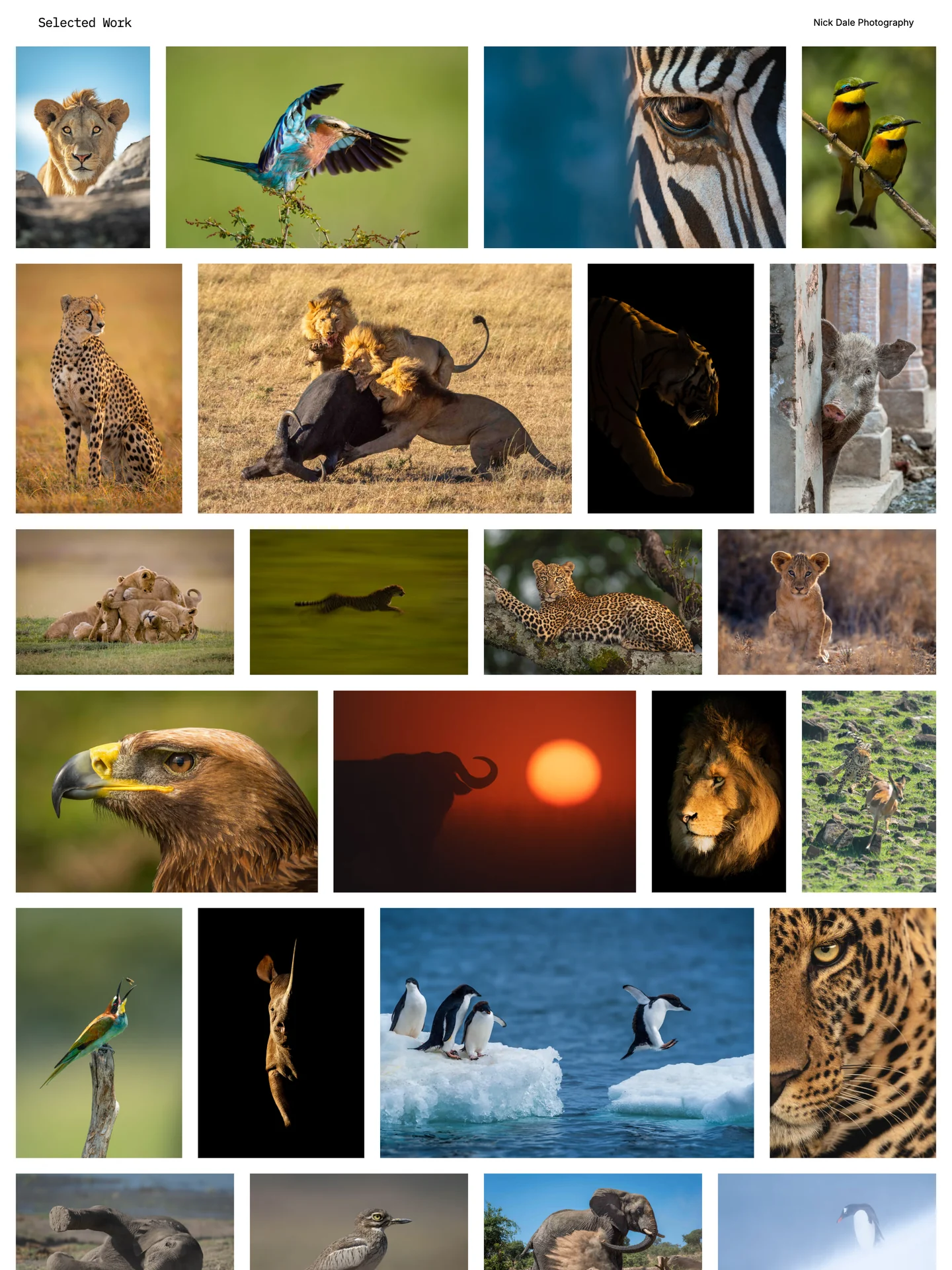 Selected Work gallery by Nick Dale Photography
