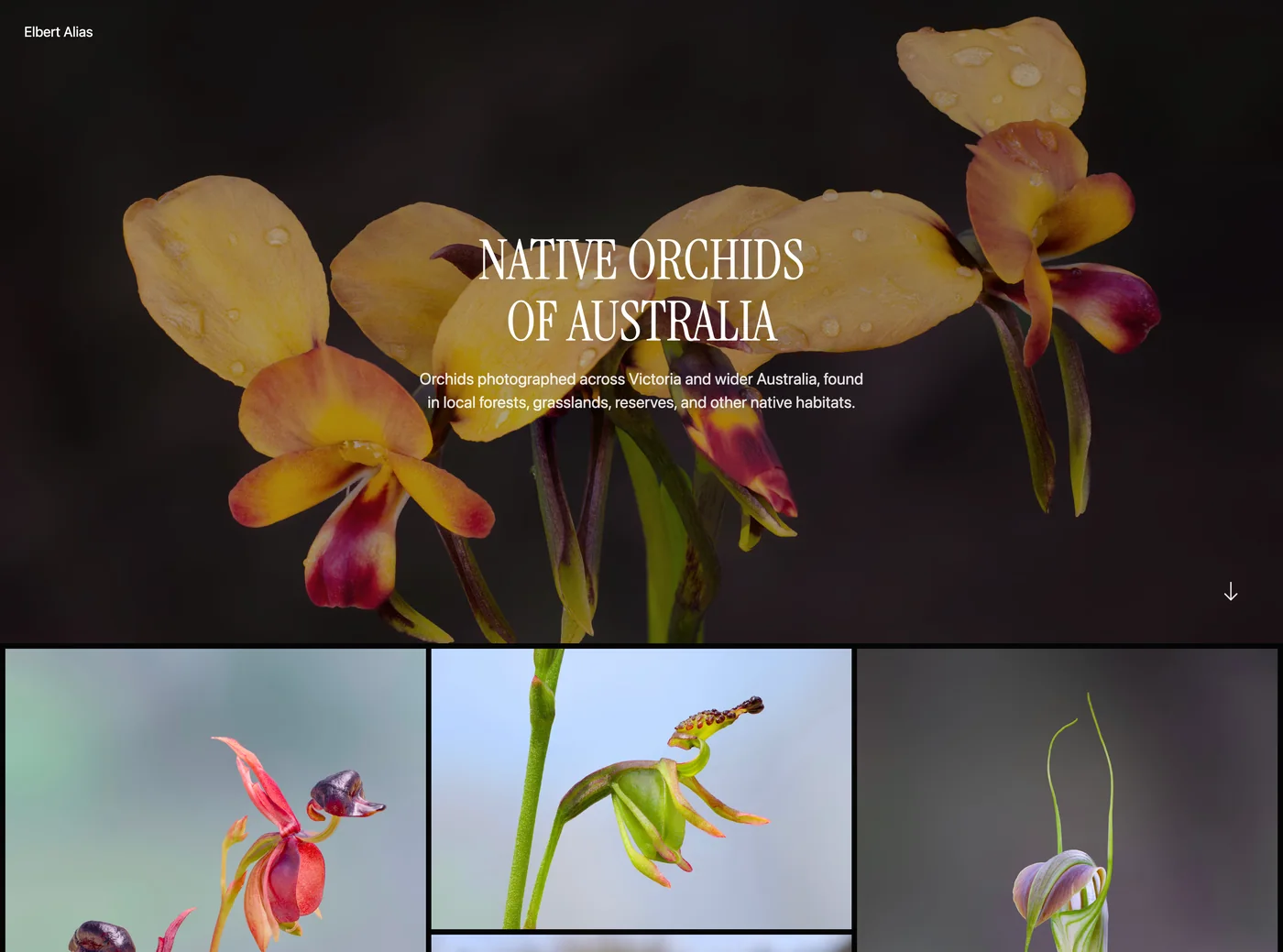 Top of the ISO100 Native Orchids gallery with dark cover and orchid photo grid.