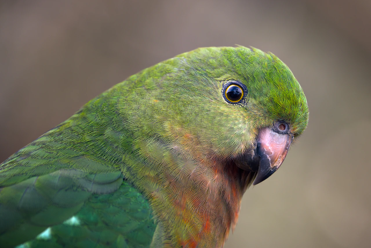 A green parrot with fine feather detail, comparing the original photo with a brighter, more colorful edit